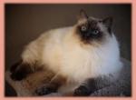 Springvaledolls Chandler Bing Bing - Ragdoll Cat For Sale/Service - Farmville&comma; VA&comma; US