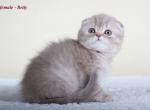 Betty Pink tabby scottish fold baby girl - Scottish Fold Cat For Sale - Hollywood&comma; FL&comma; US