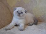 Zara Blue point Scottish fold female kitteb - Scottish Fold Cat For Sale - Hollywood&comma; FL&comma; US