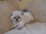 Blue point Scottish fold shorthair baby boy kitten Timur - Scottish Fold Cat For Sale - Hollywood&comma; FL&comma; US