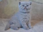 Lilca lavender Scottish straight shorthair baby girl kitten Dazy - Scottish Straight Cat For Sale - Hollywood&comma; FL&comma; US