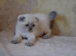 Timur Blue point Scottish fold shorthair baby boy - Scottish Fold Cat For Sale - Hollywood&comma; FL&comma; US