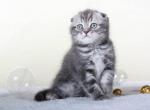 Joy Blue marble Scottish fold baby boy - Scottish Fold Cat For Sale - Hollywood&comma; FL&comma; US