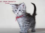 Atlantic Maine coon male kitten with championship blood - Maine Coon Cat For Sale - Hollywood&comma; FL&comma; US