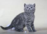 Maria Scottish shorthair female kitten with straight ears - Scottish Fold Cat For Sale - Hollywood&comma; FL&comma; US