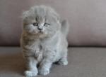 Sunty blue color Scottish longhair male kitten - Scottish Fold Cat For Sale - Hollywood&comma; FL&comma; US