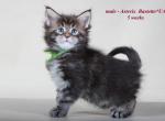 Asterix pure breed Maine Coon male kitten with championship blood - Maine Coon Cat For Sale - Hollywood&comma; FL&comma; US