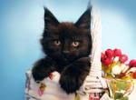 Demi Murka attractive Maine Coon female kitten - Maine Coon Cat For Sale - Hollywood&comma; FL&comma; US