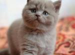 Aj Lilac color Scottish shorthair baby boy with straight ears - Scottish Straight Cat For Sale - Hollywood&comma; FL&comma; US