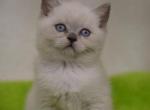 Zorro blue point Scottish male kitten - Scottish Straight Cat For Sale - Hollywood&comma; FL&comma; US