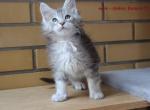 Maine Coon male kitten Andrey with championship blood - Maine Coon Cat For Sale - Hollywood&comma; FL&comma; US
