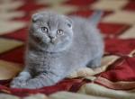 Lara strong and spirited blue color Scottish fold female kitten - Scottish Fold Cat For Sale - Hollywood&comma; FL&comma; US