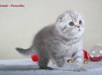 Ponochka Lilac with silver tabby Scottish fold female kitten - Scottish Fold Cat For Sale - Hollywood&comma; FL&comma; US