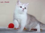 Plombir bicolor lilac with silver Scottish male kitten with straight ears - Scottish Straight Cat For Sale - Hollywood&comma; FL&comma; US