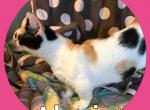 Alexis - Munchkin Cat For Sale - FL&comma; US