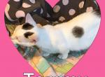 Tammy - Munchkin Cat For Sale - FL&comma; US