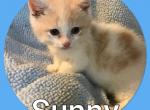 Sunny - Munchkin Cat For Sale - FL&comma; US