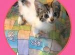 Laura - Munchkin Cat For Sale - FL&comma; US