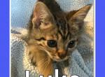 Luke - Munchkin Cat For Sale - FL&comma; US