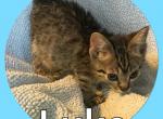 Little Luke - Bengal Cat For Sale - FL&comma; US