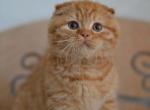 Bright orange Scottish fold male kitten Gerry - Scottish Fold Cat For Sale - Hollywood&comma; FL&comma; US