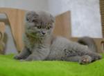 Lilac Lavender color Scottish fold shorthair male kitten Aaron - Scottish Fold Cat For Sale - Hollywood&comma; FL&comma; US