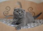 Tina shorthair Scottish fold female kitten - Scottish Fold Cat For Sale - Hollywood&comma; FL&comma; US