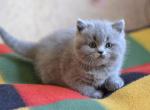Marco little cuty Scottish male kitten - Scottish Straight Cat For Sale - Hollywood&comma; FL&comma; US