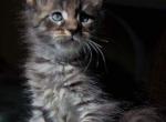 Daniel pure breed Maine Coon male kitten with championship blood - Maine Coon Cat For Sale - Hollywood&comma; FL&comma; US