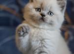 Fiona beautiful plue point SCottish kitten with blue eyes - Scottish Fold Cat For Sale - Hollywood&comma; FL&comma; US