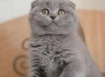 Lisa blue Scottish baby girl - Scottish Fold Cat For Sale - Hollywood&comma; FL&comma; US