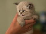Marco of Romanov Dynasty - Siberian Cat For Sale - Ashburn&comma; VA&comma; US