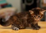 Milada of Romanov Dynasty - Siberian Cat For Sale - Ashburn&comma; VA&comma; US