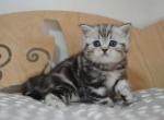 Batist Black marble Scottish male kitten - Scottish Straight Cat For Sale - Hollywood&comma; FL&comma; US