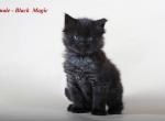 Black Magic champion Maine Coon male kitten - Maine Coon Cat For Sale - Hollywood&comma; FL&comma; US