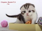 Cleopatra Scottish fold female kitten - Scottish Fold Cat For Sale - Hollywood&comma; FL&comma; US