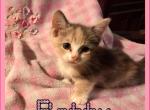 Patty - Munchkin Cat For Sale - FL&comma; US