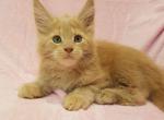 Leo pure breed Maine Coon male kitten in Cremy - Maine Coon Cat For Sale - Hollywood&comma; FL&comma; US
