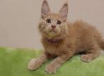Marvel pure breed Maine Coon male kitten - Maine Coon Cat For Sale - Hollywood&comma; FL&comma; US
