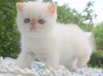 Snow Exotic shorthair male kitten with blue eyes - Scottish Straight Cat For Sale - Hollywood&comma; FL&comma; US