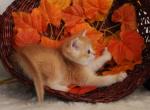 Grumble pure breed Chinchilla male kitten - Scottish Straight Cat For Sale - Hollywood&comma; FL&comma; US