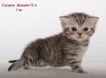 Scottish kitten Carmen in black spot on silver col - Scottish Straight Cat For Sale - Hollywood&comma; FL&comma; US