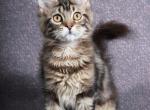 Merry Black marble Maine Coon - Maine Coon Cat For Sale - Hollywood&comma; FL&comma; US