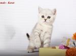 Karat Chinchilla male kitten - Scottish Straight Cat For Sale - Hollywood&comma; FL&comma; US
