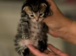 Nikodim of Romanov Dynasty - Siberian Cat For Sale - Ashburn&comma; VA&comma; US