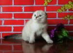 Cheechee pure breed Chinchilla female kitten - Scottish Fold Cat For Sale - Hollywood&comma; FL&comma; US