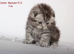 Catrin Black marble Scottish fold - Scottish Fold Cat For Sale - Hollywood&comma; FL&comma; US
