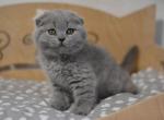 Bonie super cute Scottish fold - Scottish Fold Cat For Sale - Hollywood&comma; FL&comma; US