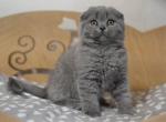 Bobo super sweet Scottish teddy bear - Scottish Fold Cat For Sale - Hollywood&comma; FL&comma; US