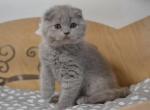 Bambi Lilac color Scottish fold kitten - Scottish Fold Cat For Sale - Hollywood&comma; FL&comma; US
